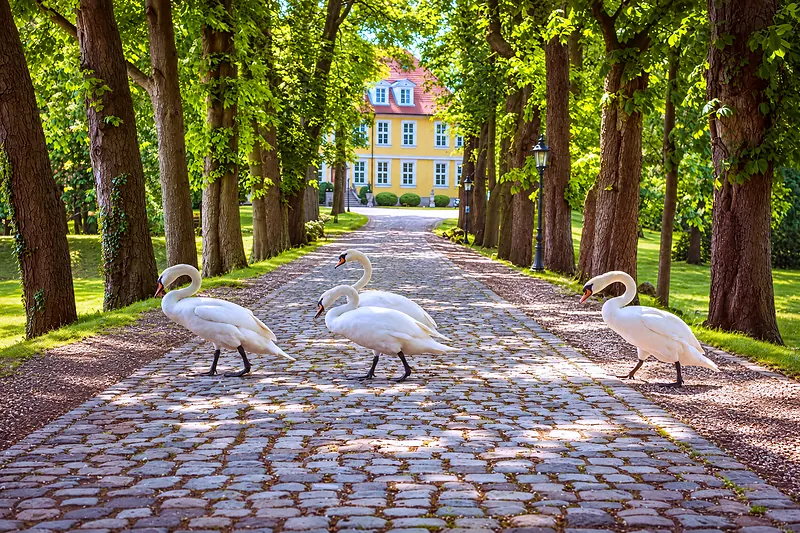 Swans on the avenue