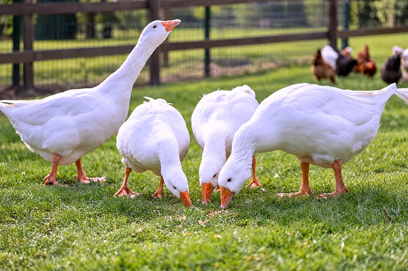 The geese on the meadow