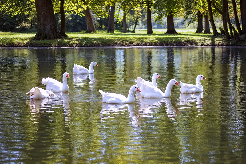 Geese by the pond