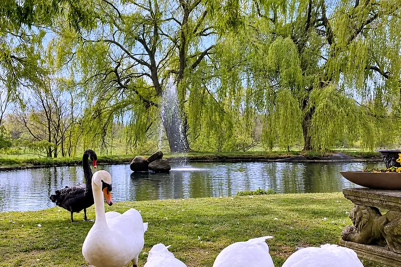 The swans on the pond