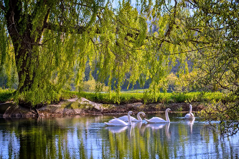 Swans on the pond