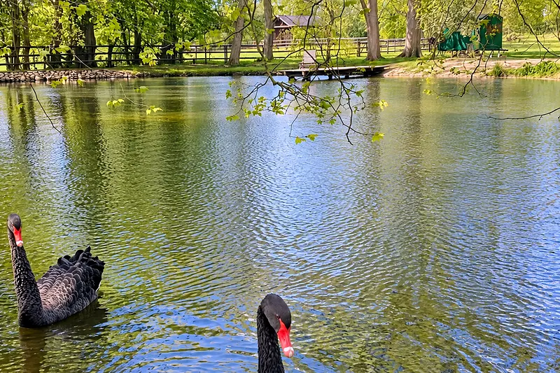 A black swan