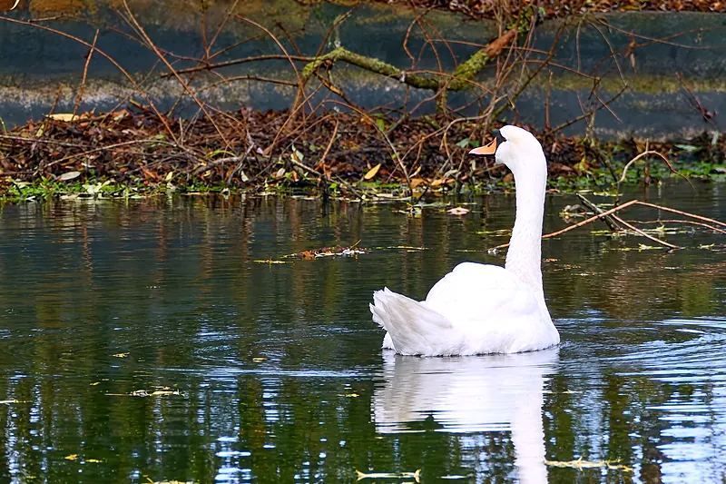 A white swan