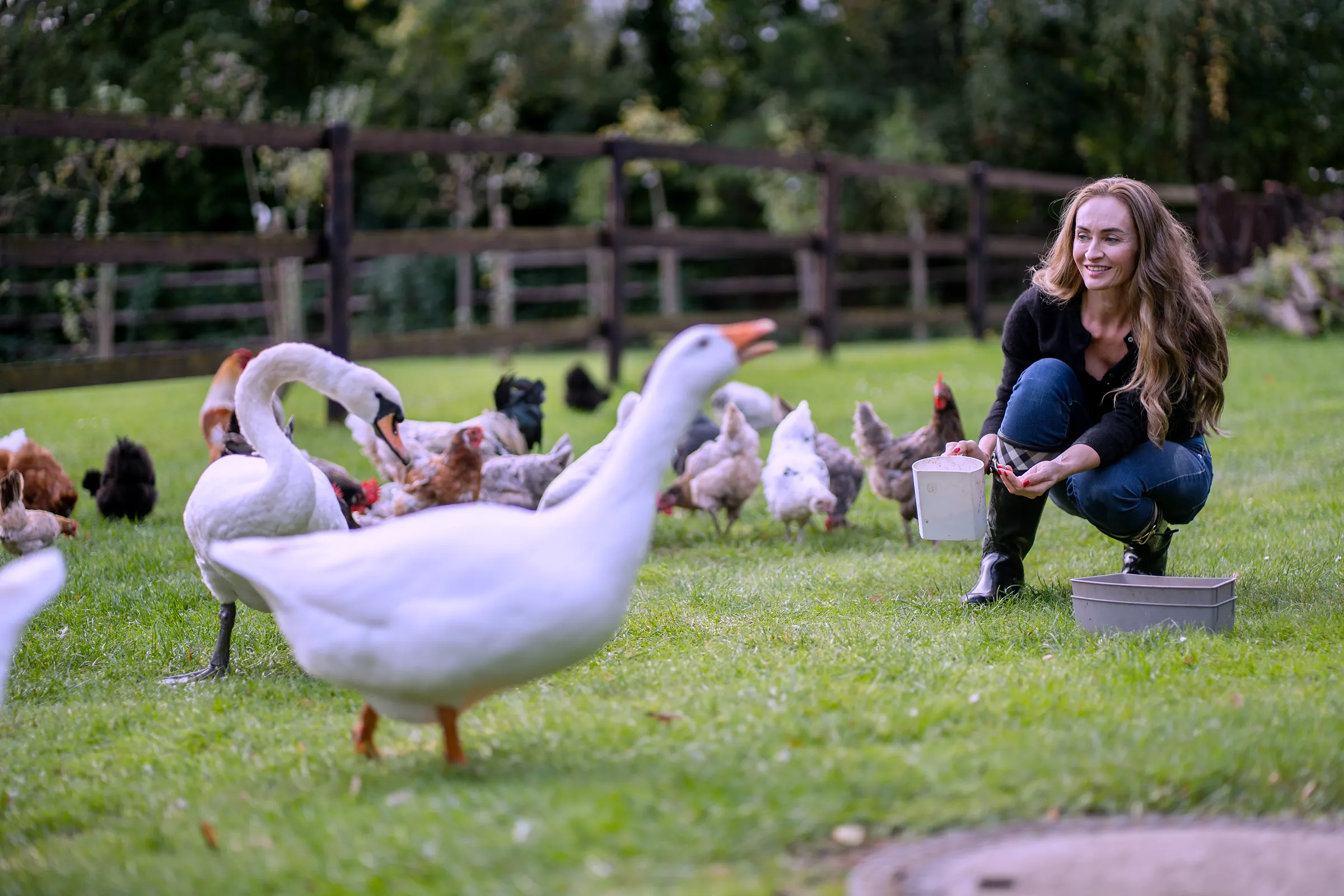 Gänse und Hühner auf der Wiese werden gefüttert